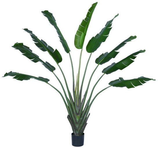 planta palma de viajero KP5023 PLANTA PALMA DEL VIAJERO 180 CM – Flores Plantas Follajes y Más La  Bodega