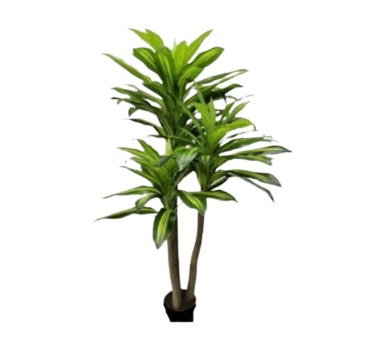 Planta Dracenia Tallo Largo