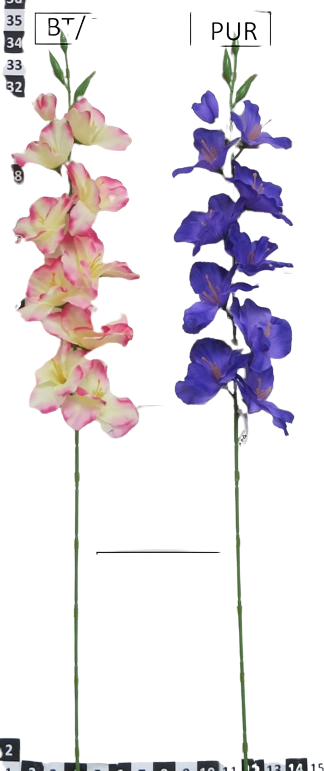 Vara Gladiola