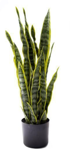 KP5006  PLANTA WAKO O LENGUA DE SUEGRA 92 CM