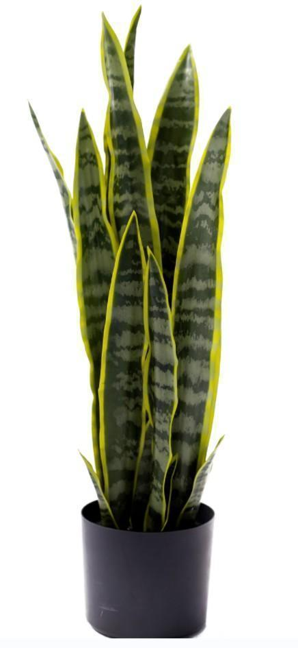 KP5005 PLANTA WAKO O LENGUA DE SUEGRA 68 CM
