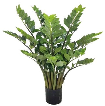 KP5013  PLANTA ZAMIOCULCA O ZAMIFOLIA  EXOTICA 120 CM