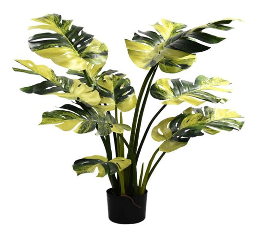 KP5014 PLANTA MONSTERA AMARILLA 110 CM