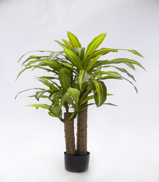 KP5016 PLANTA DRACENIA X 3 TALLOS  100 CM