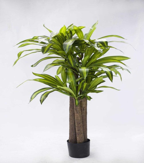 KP5017 PLANTA DRACENIA X 5 TALLOS  150 CM