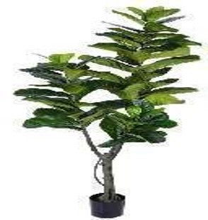 KP5035 PLANTA DE PANDURATA 180 CM 79 HOJAS GRANDES