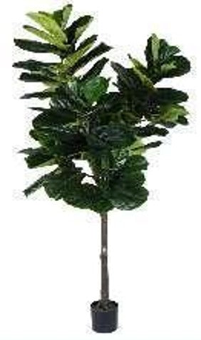 KP5036 PLANTA DE PANDURATA