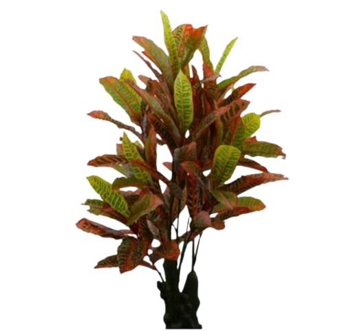 Planta Crotos Tallo Orn
