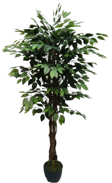 Planta Fikus