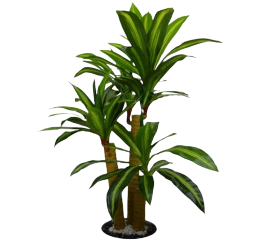 Planta Dracenia Tallo Corto