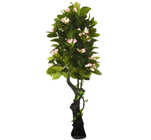 Planta Magnolia Orn