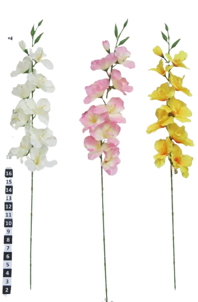 Vara Gladiola