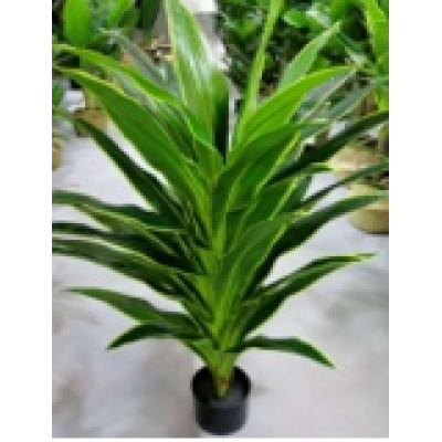 DRACENIA O MAIZ FRANCES 120 CM APROX 